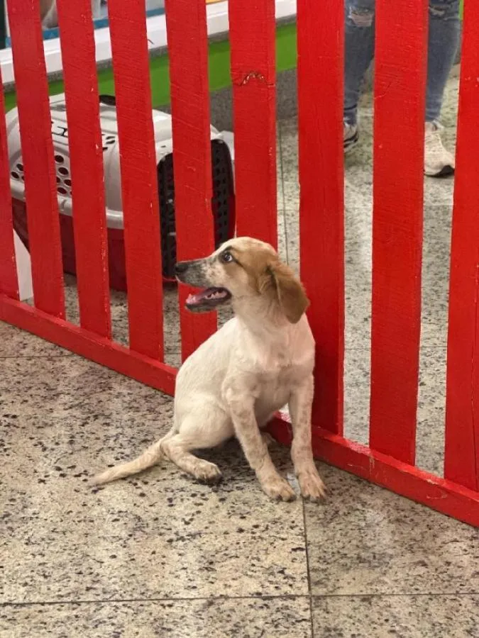 Entre latidos e miados, feira de adoção ajuda 80 animais a encontrar um novo lar