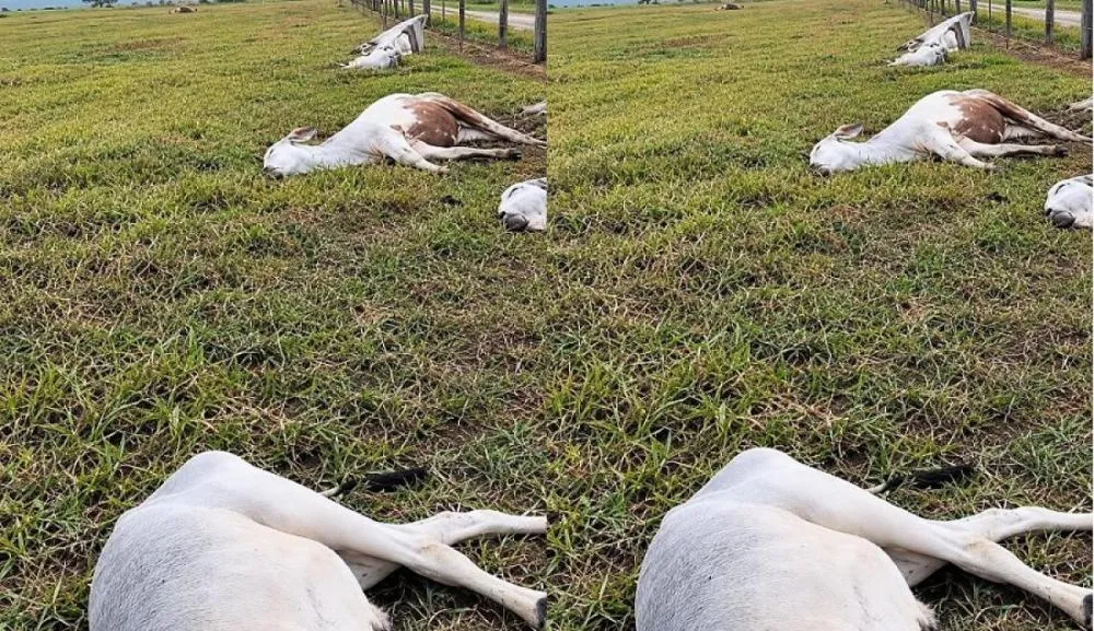 Temporal mata 11 cabeças de gado e causa alagamentos em Vila Bela