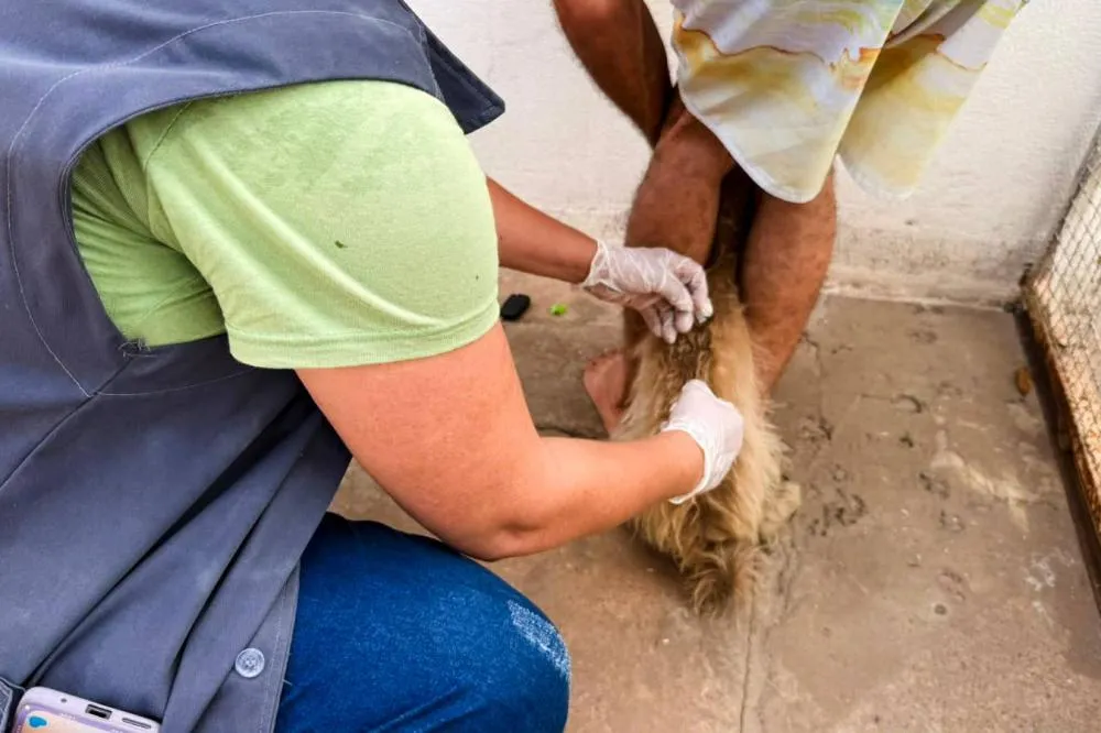 Várzea Grande leva vacinação antirrábica de porta em porta ao bairro Aurília Curvo
