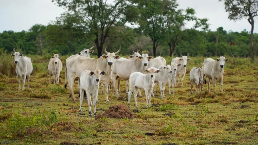 Com certificação livre de febre aftosa, MT aumenta em 2.242% as exportações de carne bovina